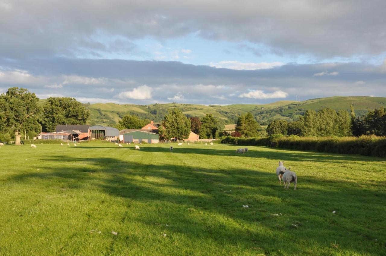Mid Wales Arts B&B 凯尔苏斯 外观 照片